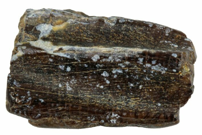 Fossil Hadrosaur (Edmontosaurus) Shed Tooth - Wyoming #284152